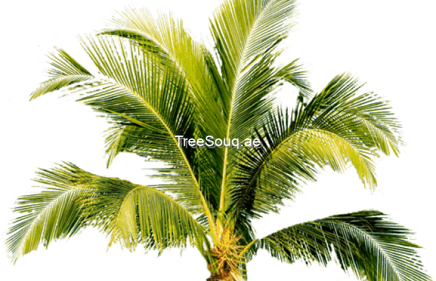 View listing ID ref#120