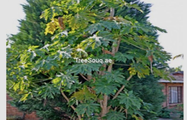 View listing ID ref#141