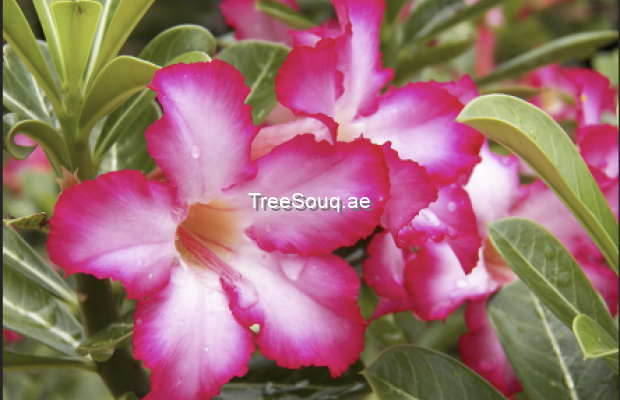 View listing ID ref#148