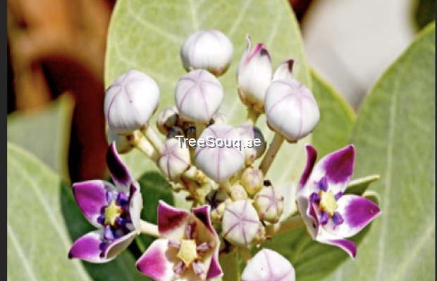 View listing ID ref#153