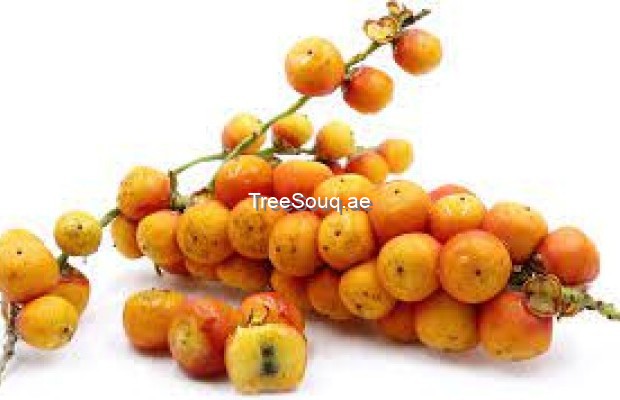 View listing ID ref#166