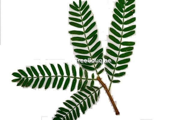 View listing ID ref#174