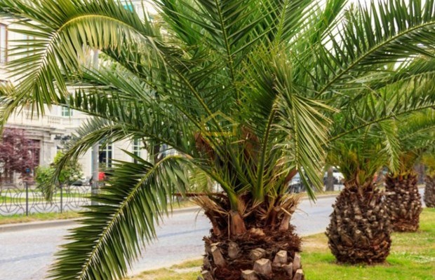 Photo #3 Trees for sale in United Arab Emirates, Ar Ruways