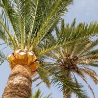 View listing ID ref#119