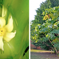 View listing ID ref#129