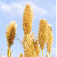 View listing ID ref#146