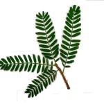 View listing ID ref#174